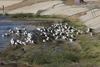 Larus armenicus
